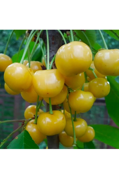 Prunus avium Dachnica